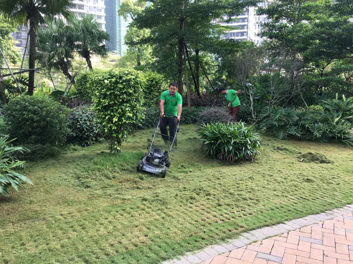 綠化養(yǎng)護草坪修剪