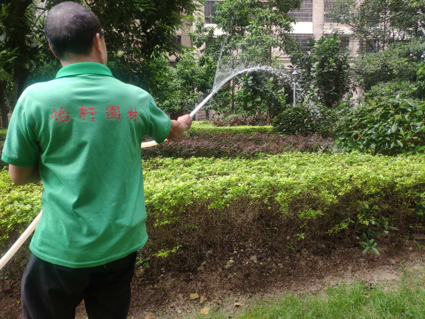 綠化養(yǎng)護