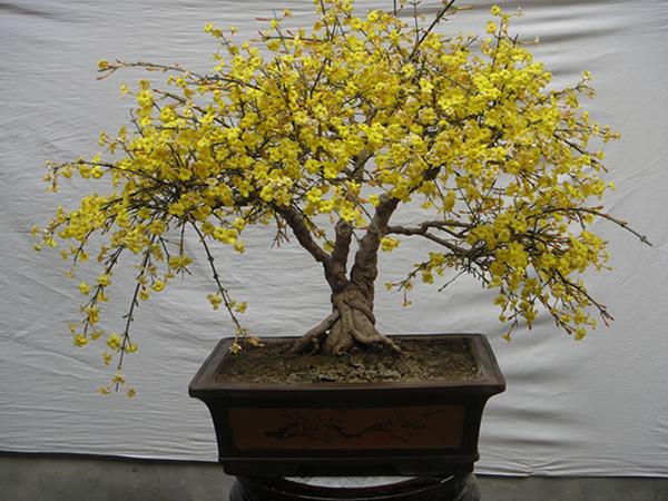 綠化養(yǎng)護(hù)迎春花的管理