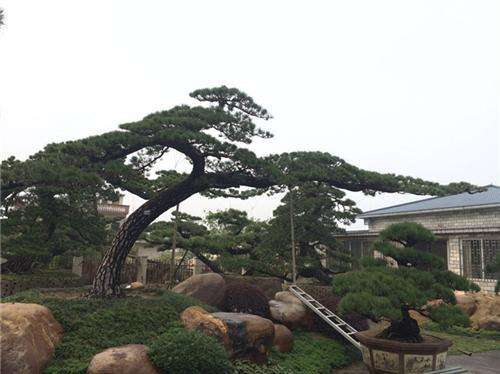 羅漢松綠化養(yǎng)護