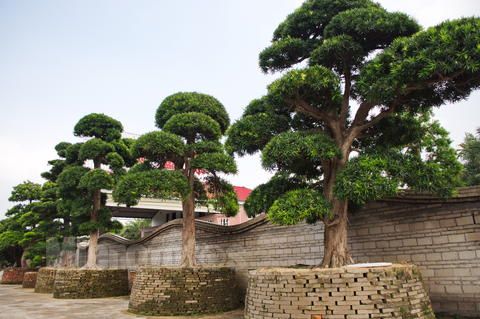 羅漢松的綠化養(yǎng)護