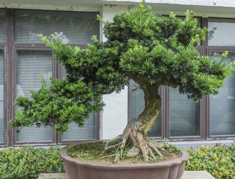 羅漢松的綠化養(yǎng)護(hù)