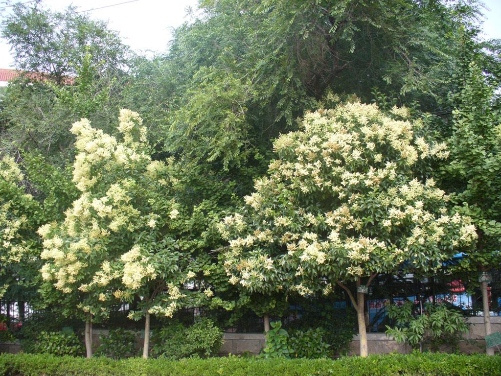 大葉女貞綠化養(yǎng)護(hù)
