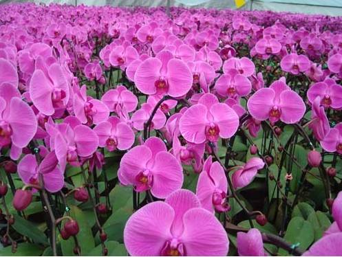 蝴蝶蘭綠化養(yǎng)護