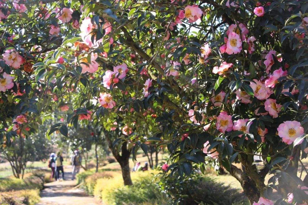 山茶花的綠化養(yǎng)護(hù)小技巧