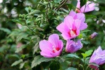 木槿花的綠化養(yǎng)護技巧