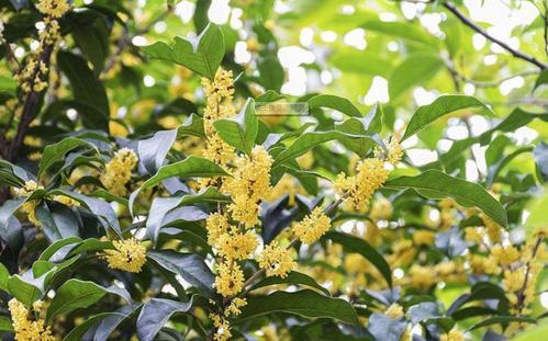 桂花的綠化養(yǎng)護