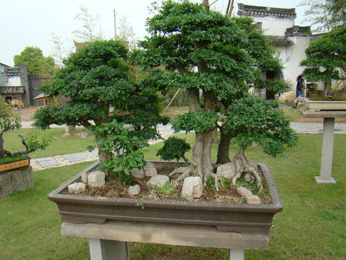 綠化養(yǎng)護盆景的修剪