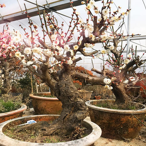 小區(qū)綠化養(yǎng)護梅花老樁