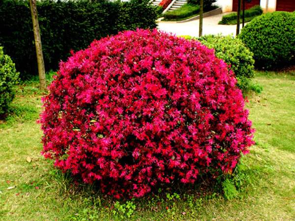 工廠綠化養(yǎng)護(hù)紅花繼木的養(yǎng)護(hù)