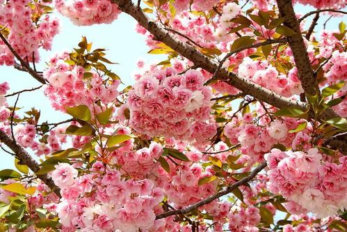 小區(qū)綠化養(yǎng)護櫻花樹