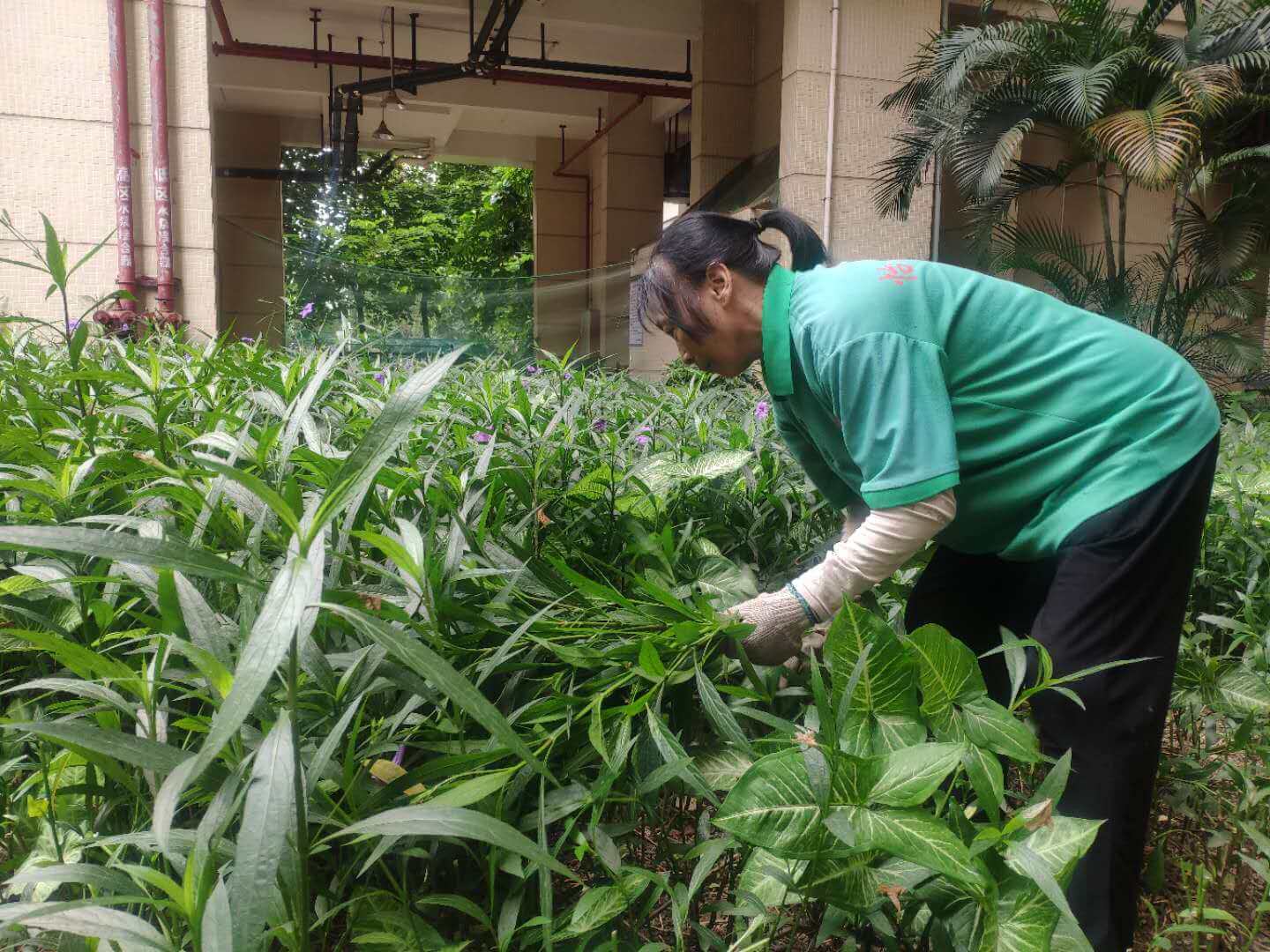 小區(qū)綠化養(yǎng)護(hù)修剪