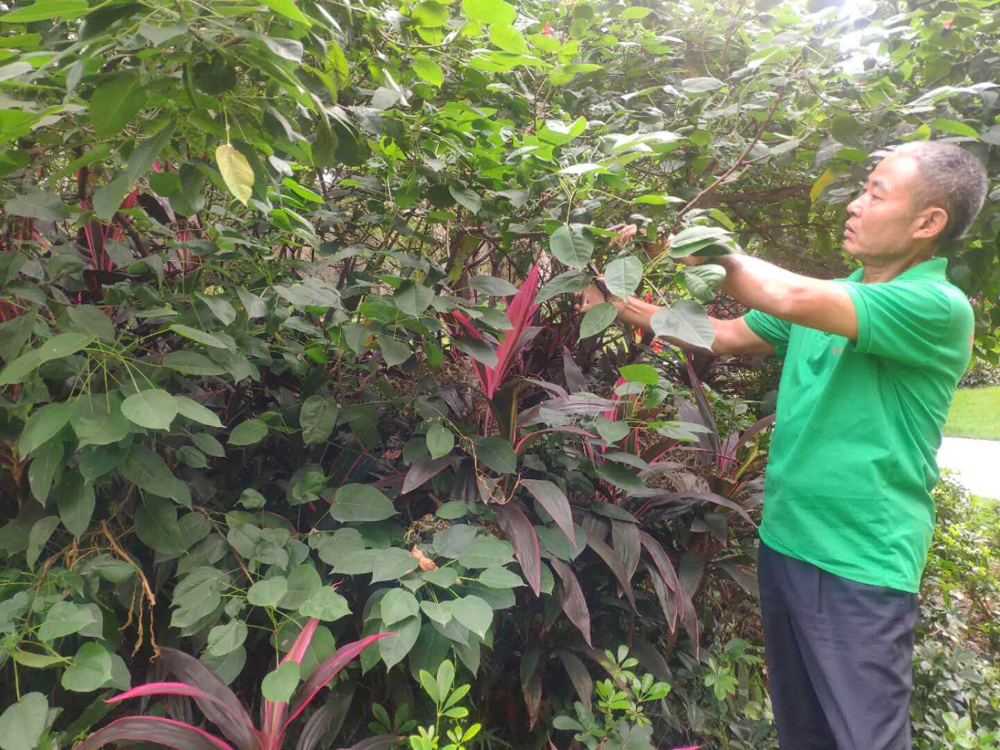小區(qū)綠化養(yǎng)護修剪