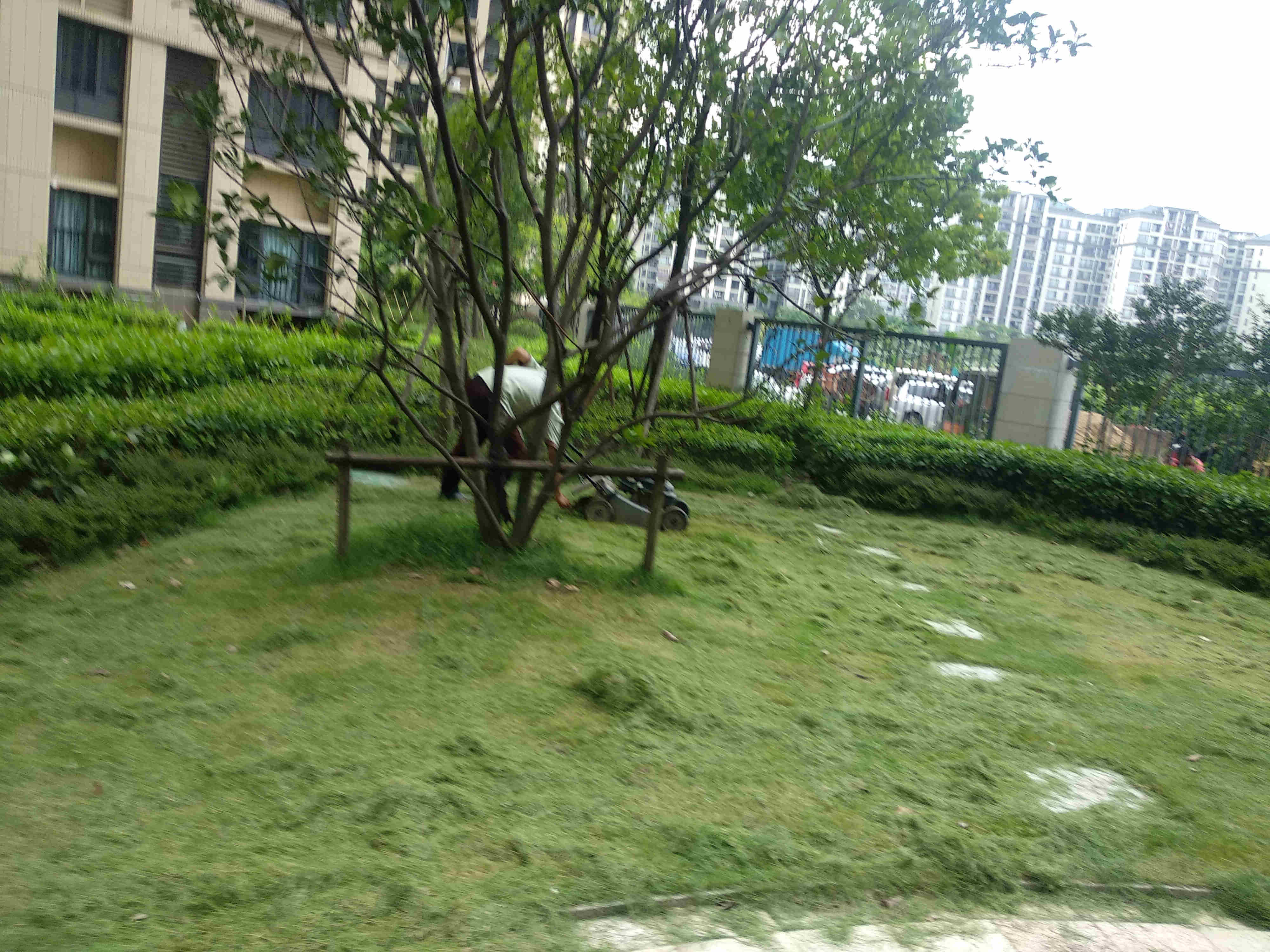 綠化養(yǎng)護