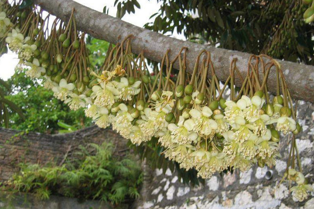 深圳綠化公司，榴蓮