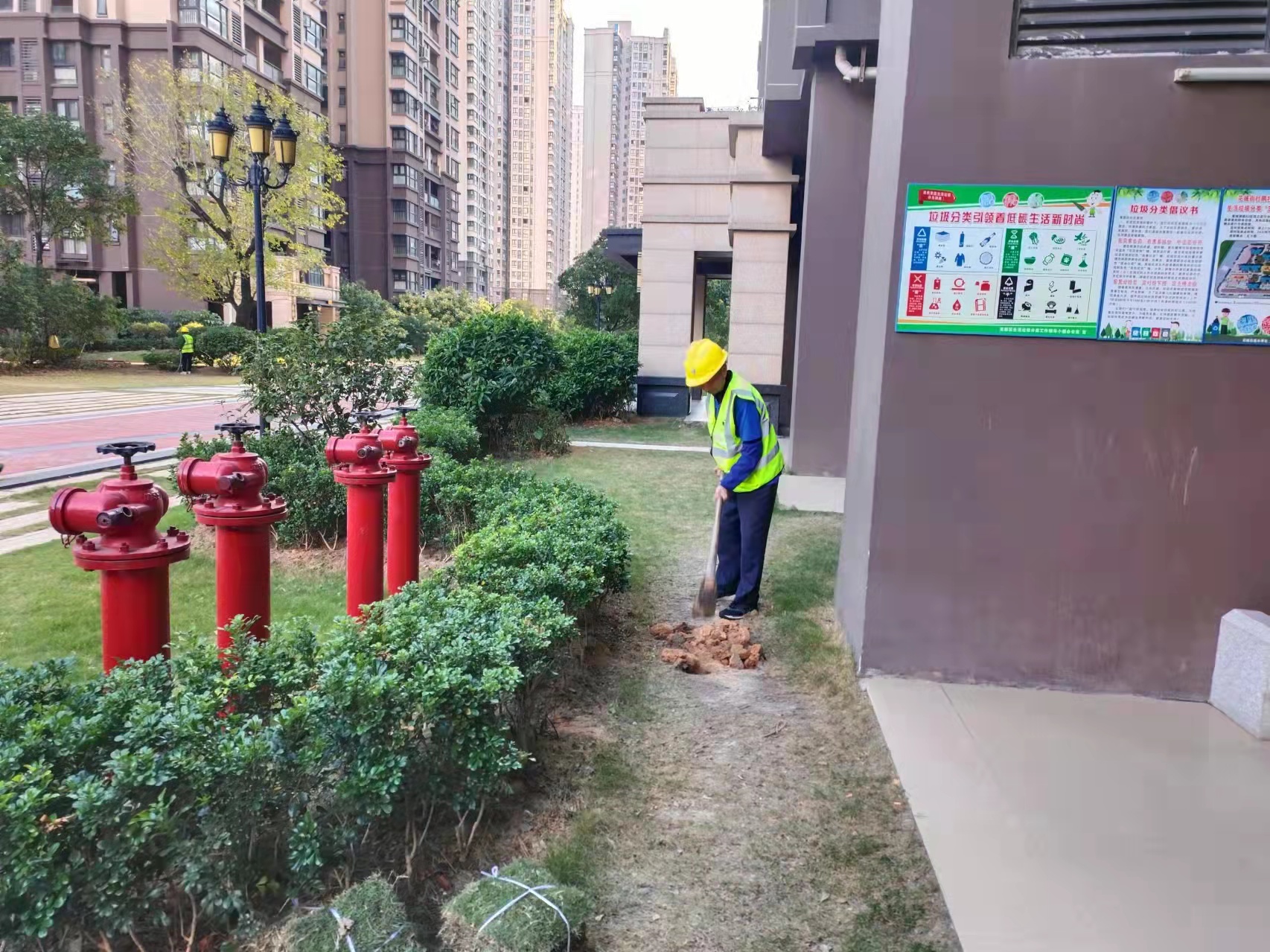 鴨腳木，佛山綠化公司