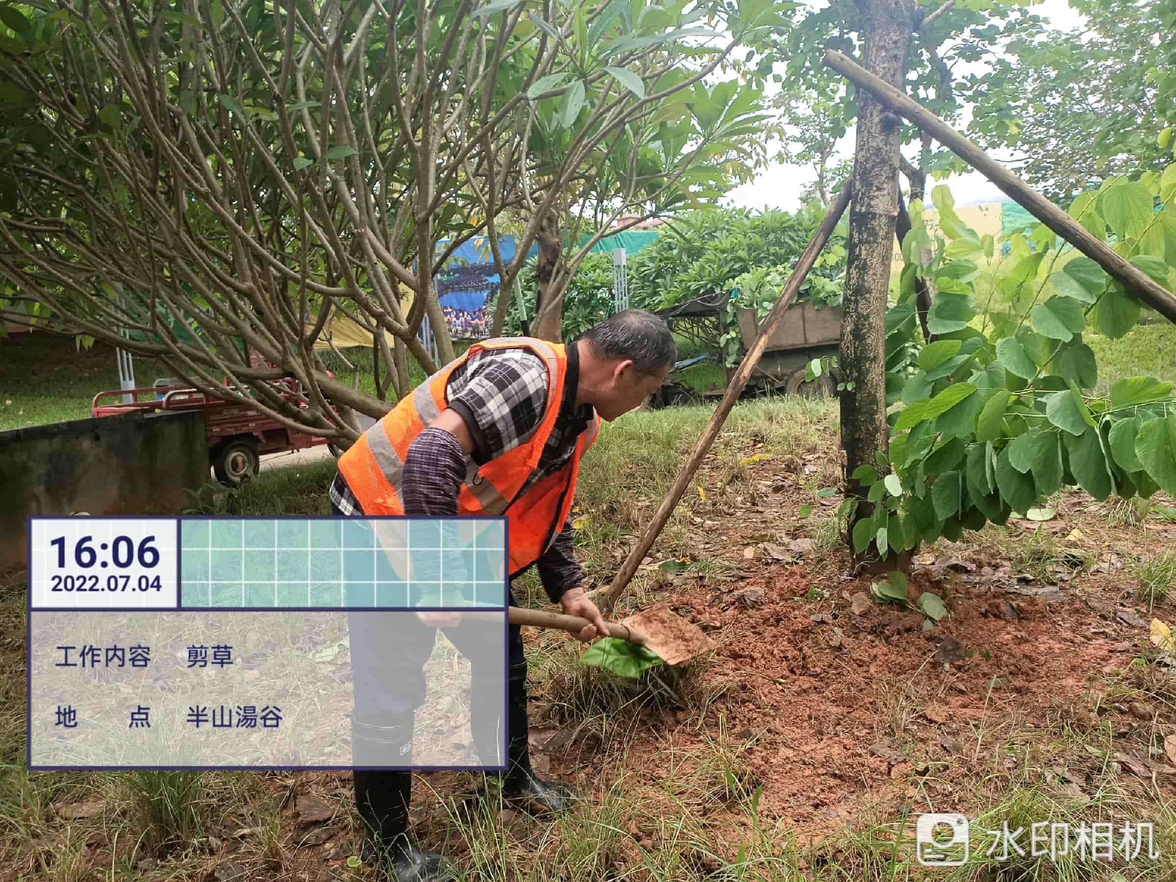 綠化養(yǎng)護(hù),吊蘭