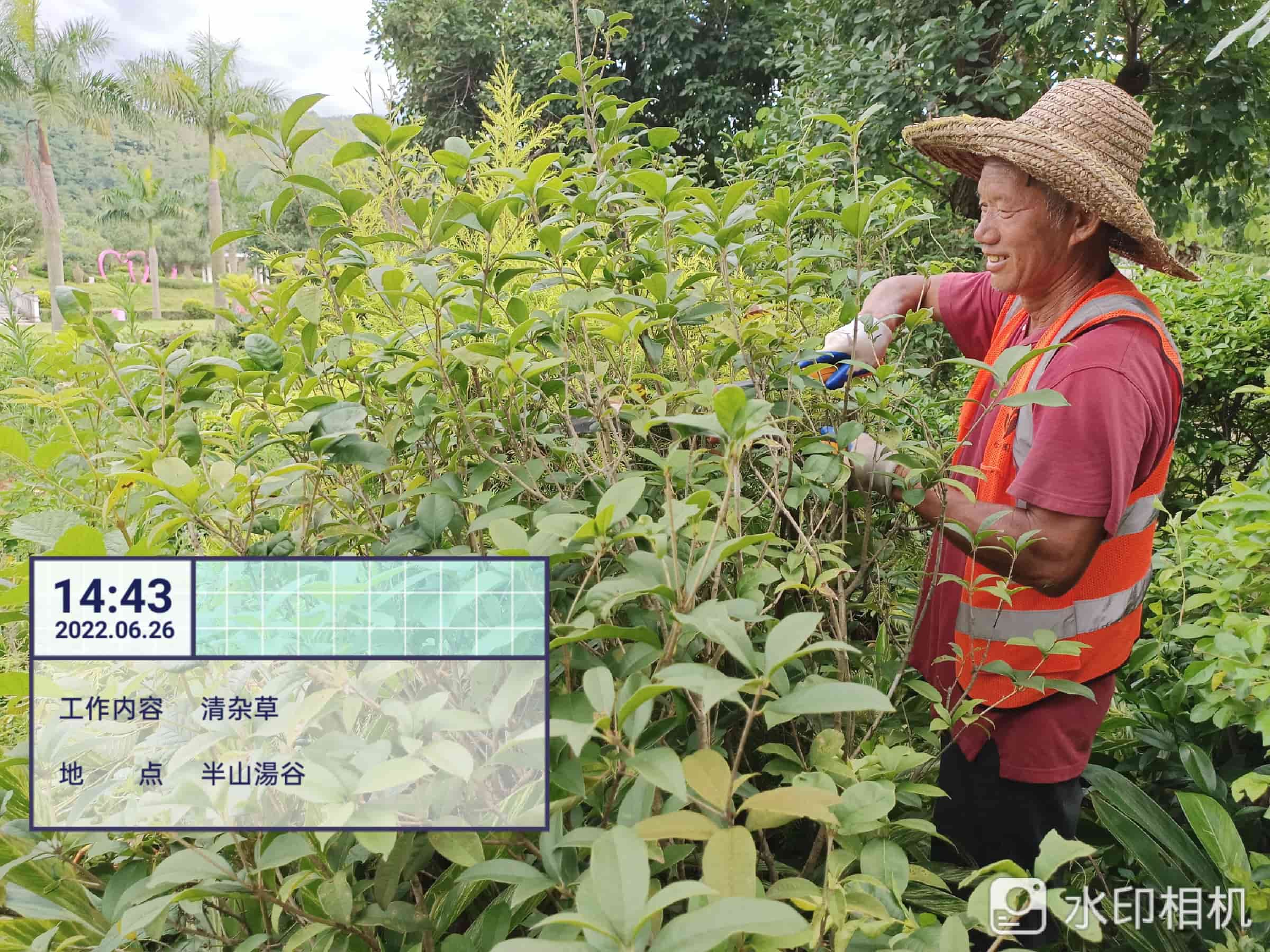 綠化養(yǎng)護
