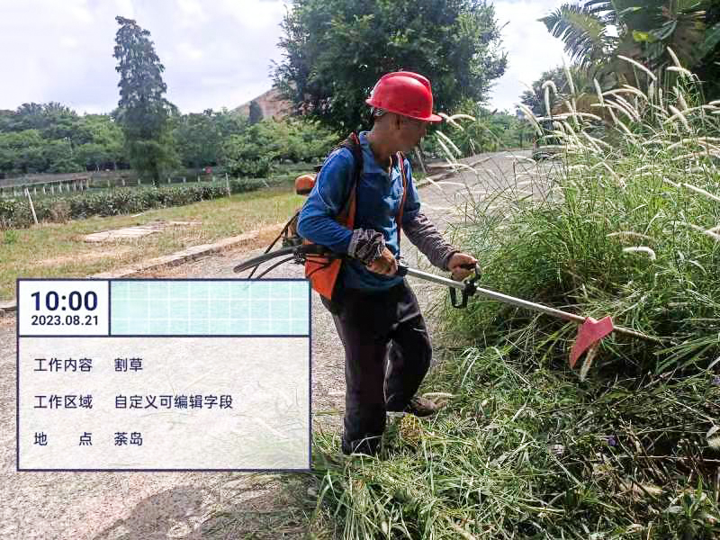 綠化養(yǎng)護(hù),雞蛋玫瑰