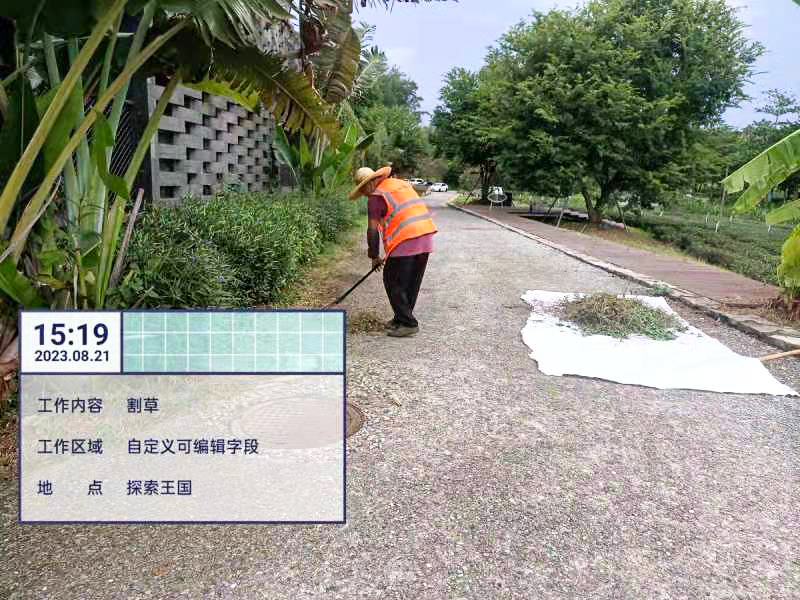 綠化養(yǎng)護,桂花